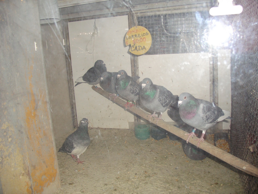 Pigeons for sale.