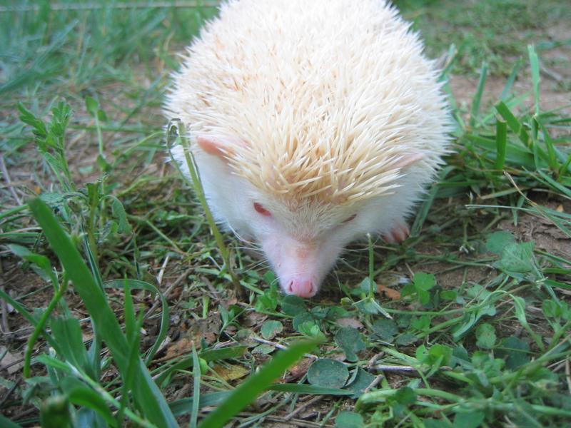 hedgehog0004