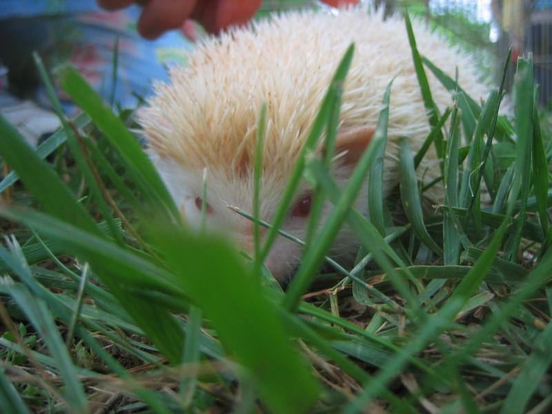 hedgehog0005