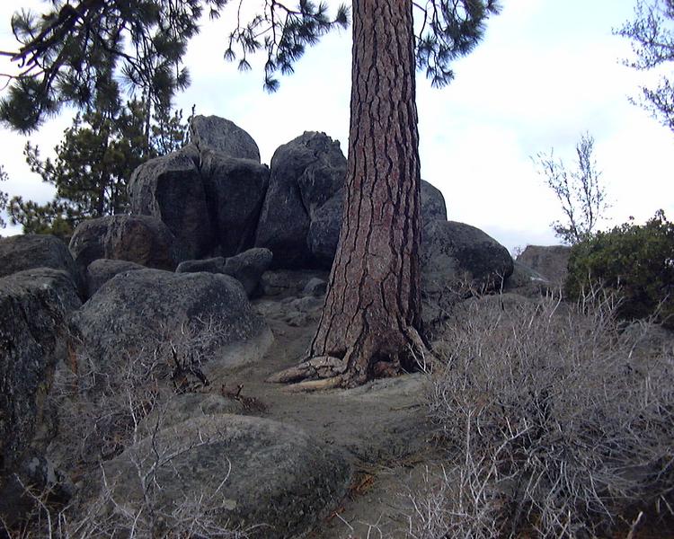 Neat Tree Roots